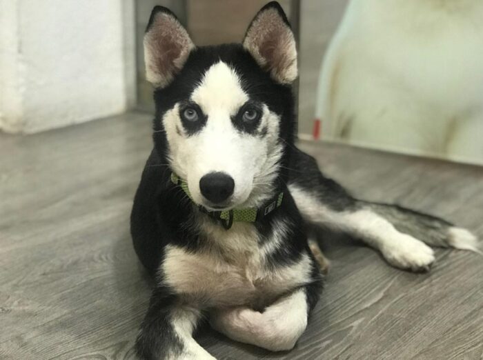 Siberian Husky mit einem genetischen Defekt, der die intestinale Zinkabsorption reduziert  