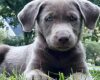 Silver Labrador Retriever