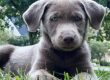 Silver Labrador Retriever 