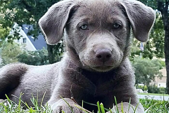 Silver Labrador Retriever 