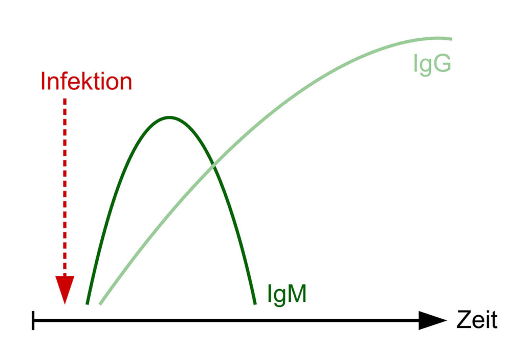 Abb. 1: Verlauf von IgM- und IgG-Antikörperkonzentrationen im Serum nach einer Infektion Bildquelle: Laboklin