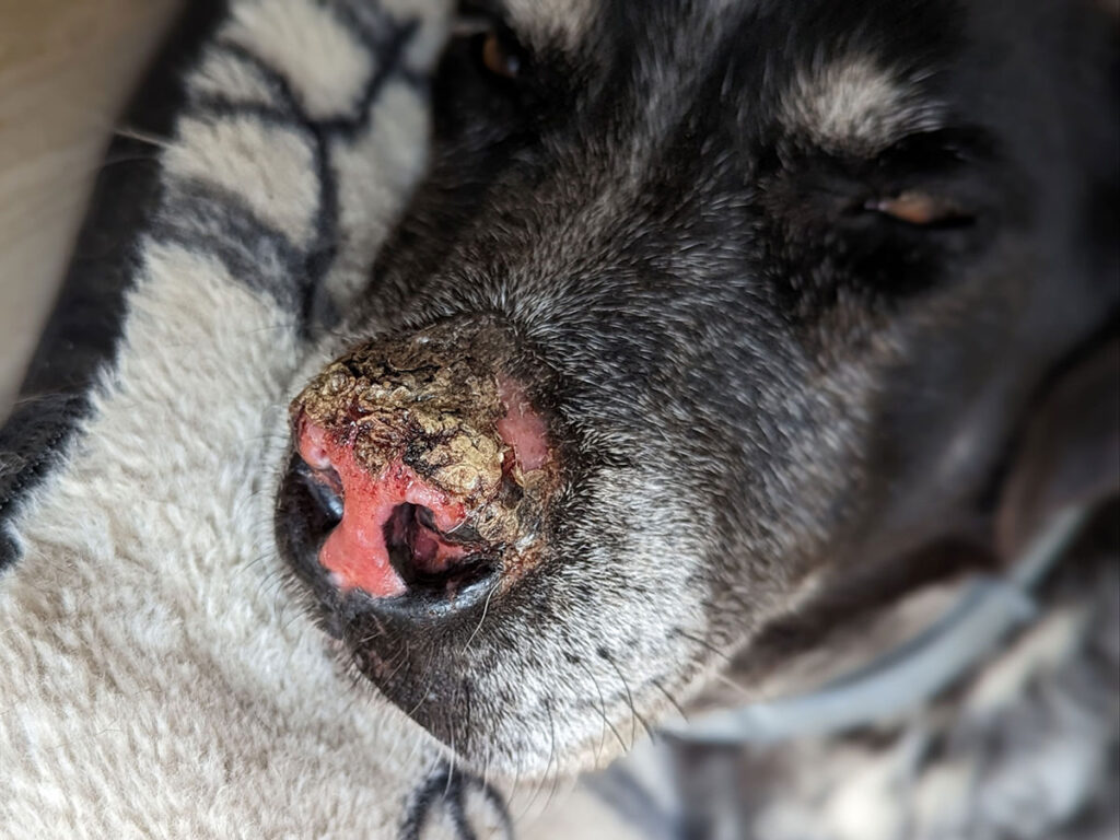 PF beim Hund mit krustigen Veränderungen am Nasenspiegel und Nasenrücken