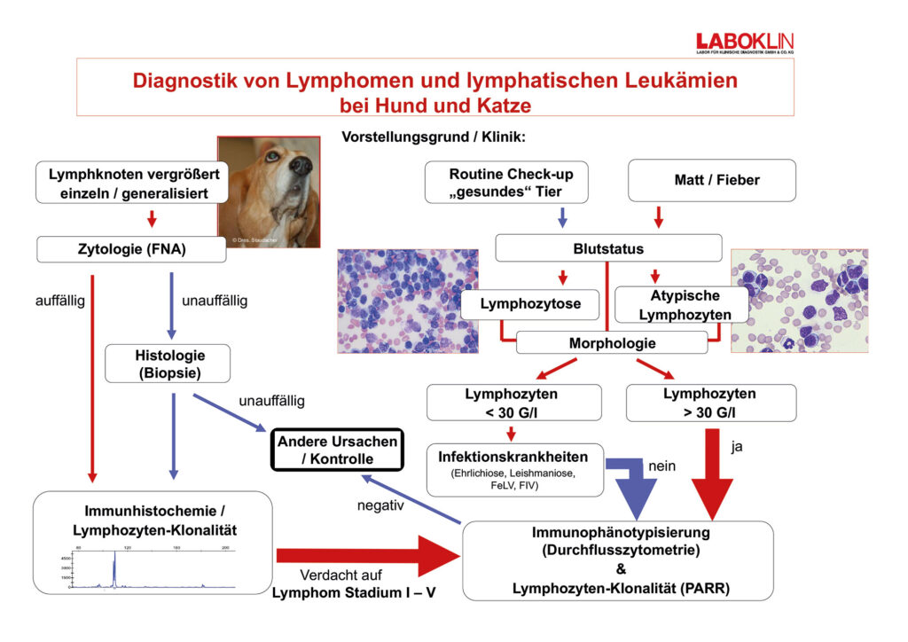 Grafik: Diagnostik von Lymphomen und lymphatischen Leukämien bei Hund und Katze