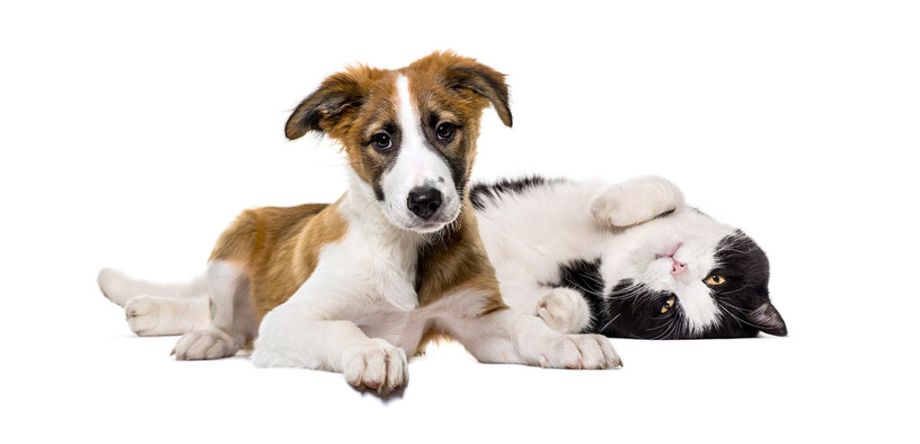 Hund und Katze liegen