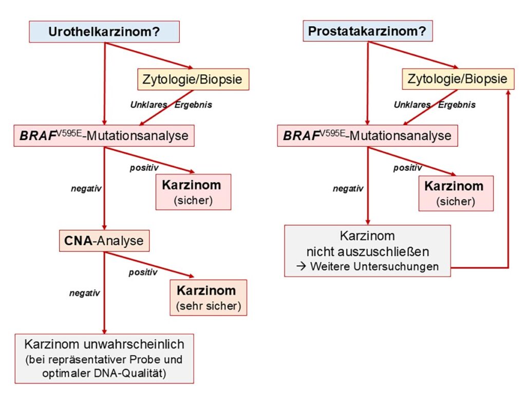 BRAF-Mutation,BRAF comp. Test,Früherkennung,Diagnose von Urothel- und Prostatakarzinomen,Harnblasenkarzinom