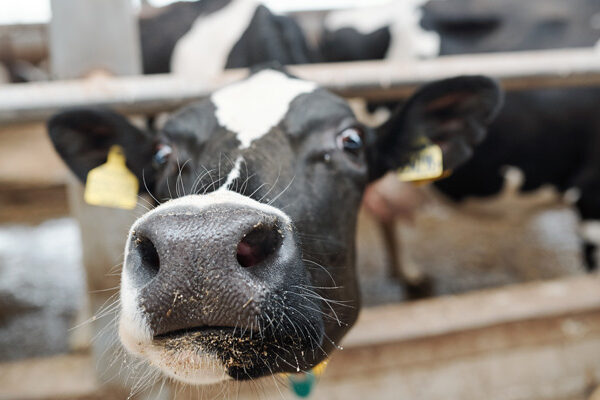 rindernase fsg0425 web