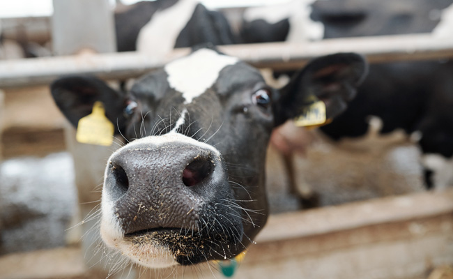 rindernase fsg0425 web