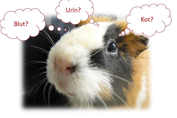 la aktuell kleinsaeuger 02.2025