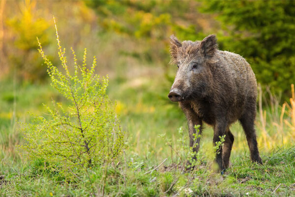 wildschwein fsg0925 web