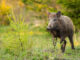 wildschwein fsg0925 web