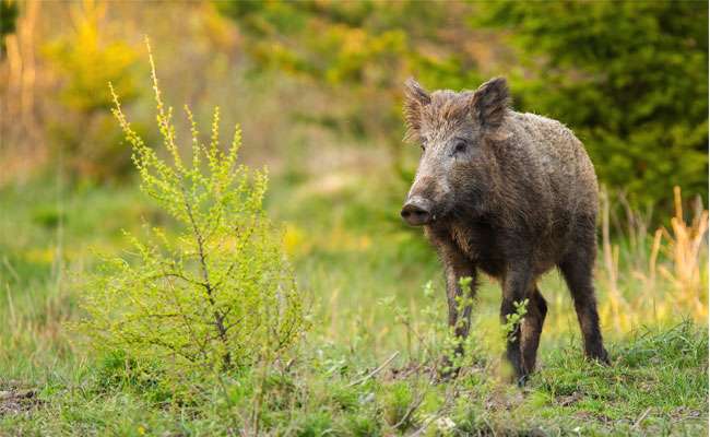 wildschwein fsg0925 web