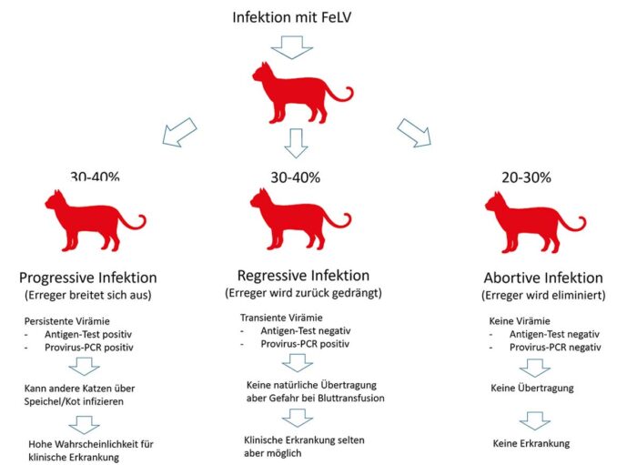 Schematische Darstellung möglicher FeLV-Verlaufsformen