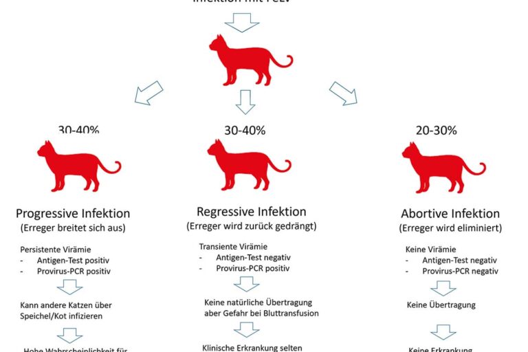 Schematische Darstellung möglicher FeLV-Verlaufsformen