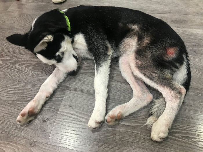 Hund mit starkem Juckreiz und Hot Spot