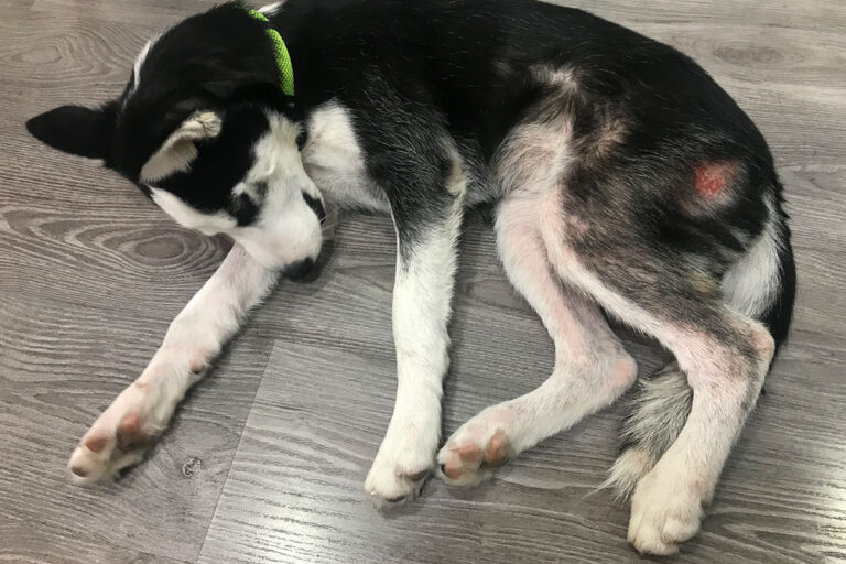 Hund mit starkem Juckreiz und Hot Spot