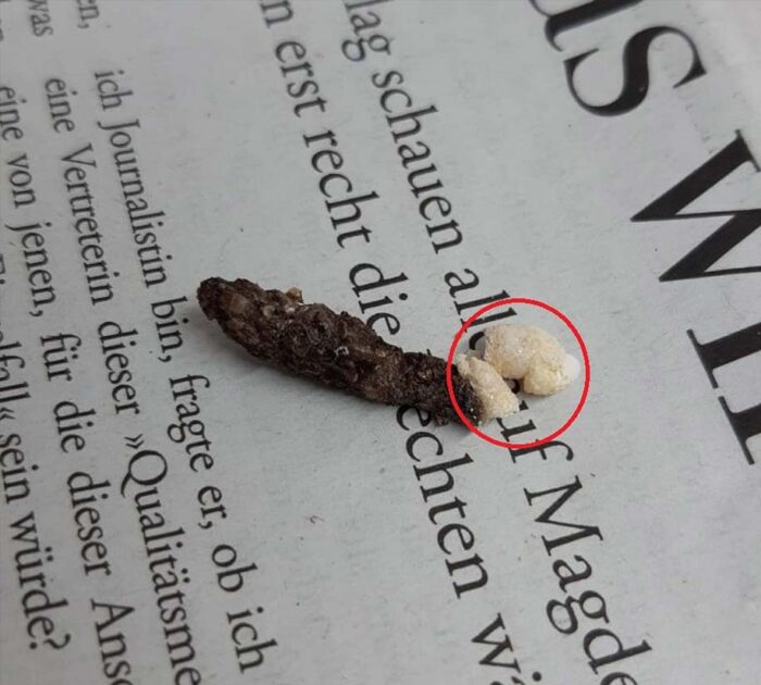 kot von einem leopardgecko (eublepharis macularius) mit harnsäureanheftungen