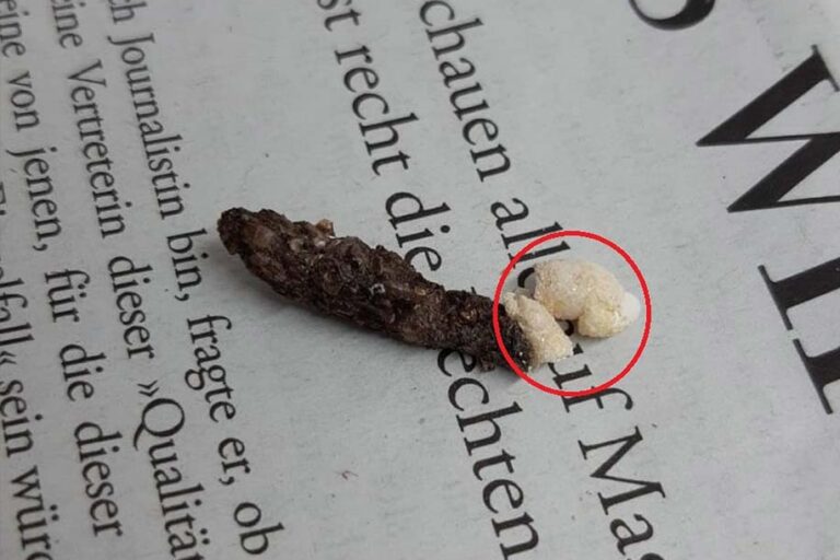 kot von einem leopardgecko (eublepharis macularius) mit harnsäureanheftungen