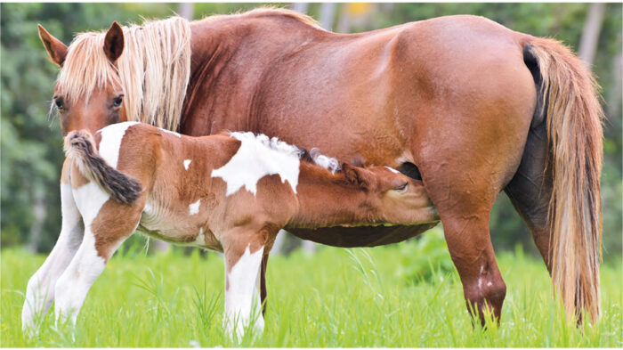 stute mit fohlen