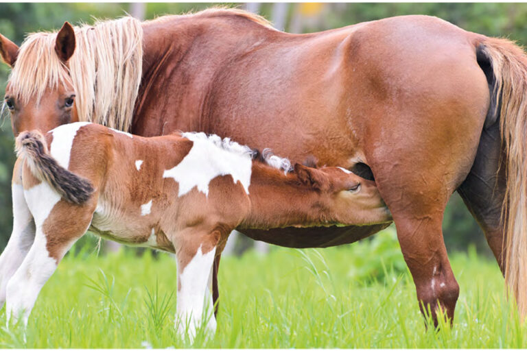 stute mit fohlen