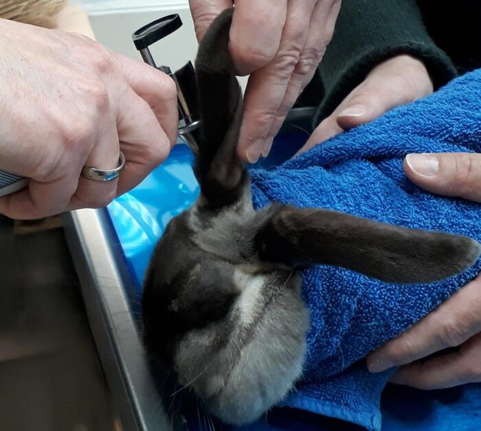 abb.1 untersuchung des äußeren gehörgangs beim kaninchen mittels otoskop