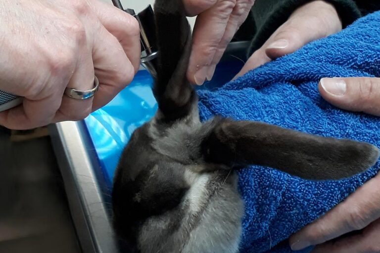 abb.1 untersuchung des äußeren gehörgangs beim kaninchen mittels otoskop