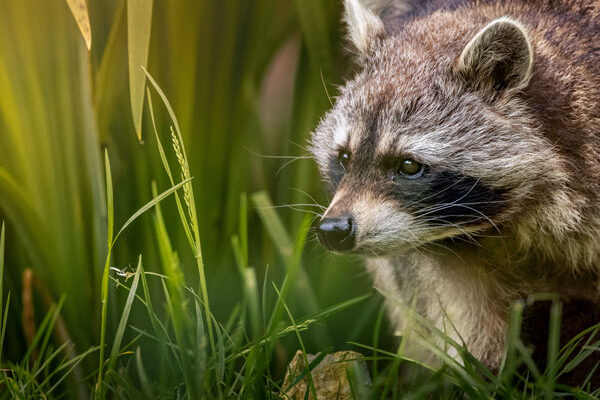 waschbaer fsg2125 web