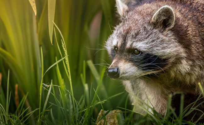 waschbaer fsg2125 web