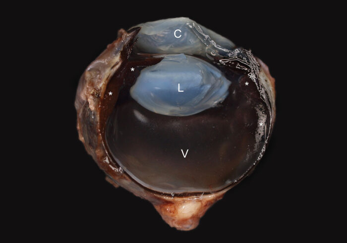 canines melanozytom der vorderen uvea