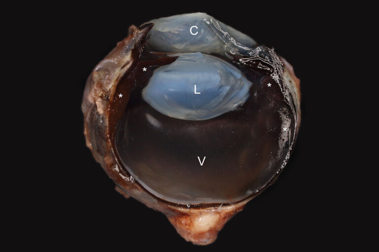 canines melanozytom der vorderen uvea