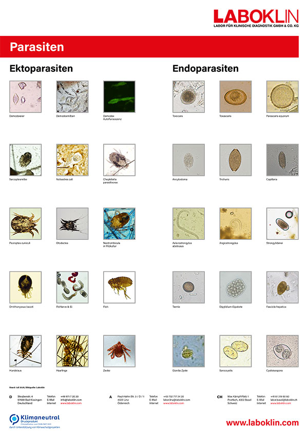 icon bestell poster parasiten 0725