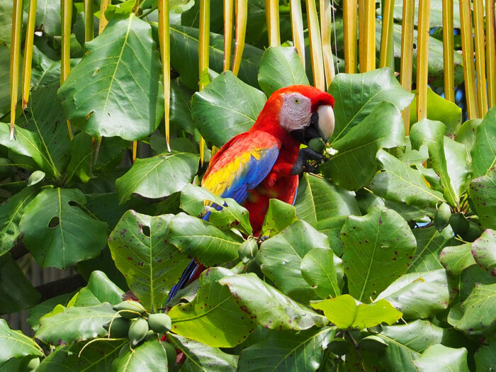 Scharlachara (Ara macao) beim Fressen von Früchten des Strandmandelbaums (Terminalia catappa) in Costa Rica