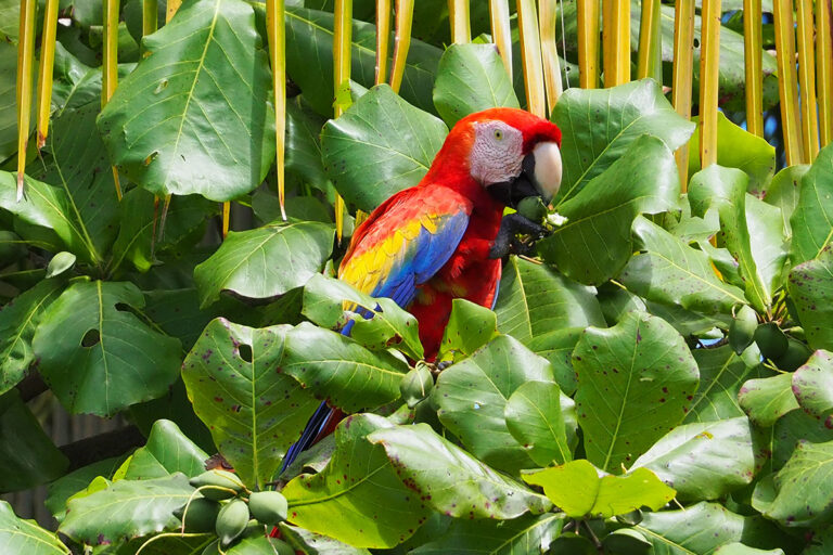 Scharlachara (Ara macao) beim Fressen von Früchten des Strandmandelbaums (Terminalia catappa) in Costa Rica