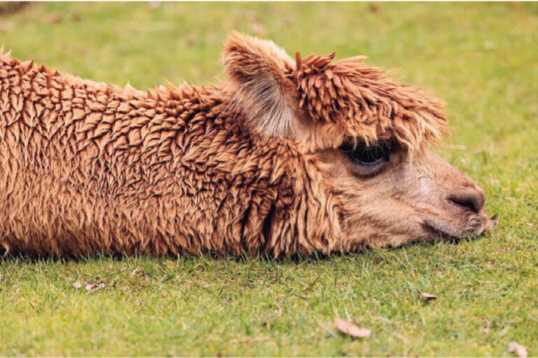 titelseite haemonchus contortus