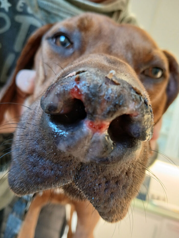 Fazialer diskoider Lupus erythematodes mit Depigmentation, Ulzera und Hyperkeratose im Bereich des Nasenspiegels