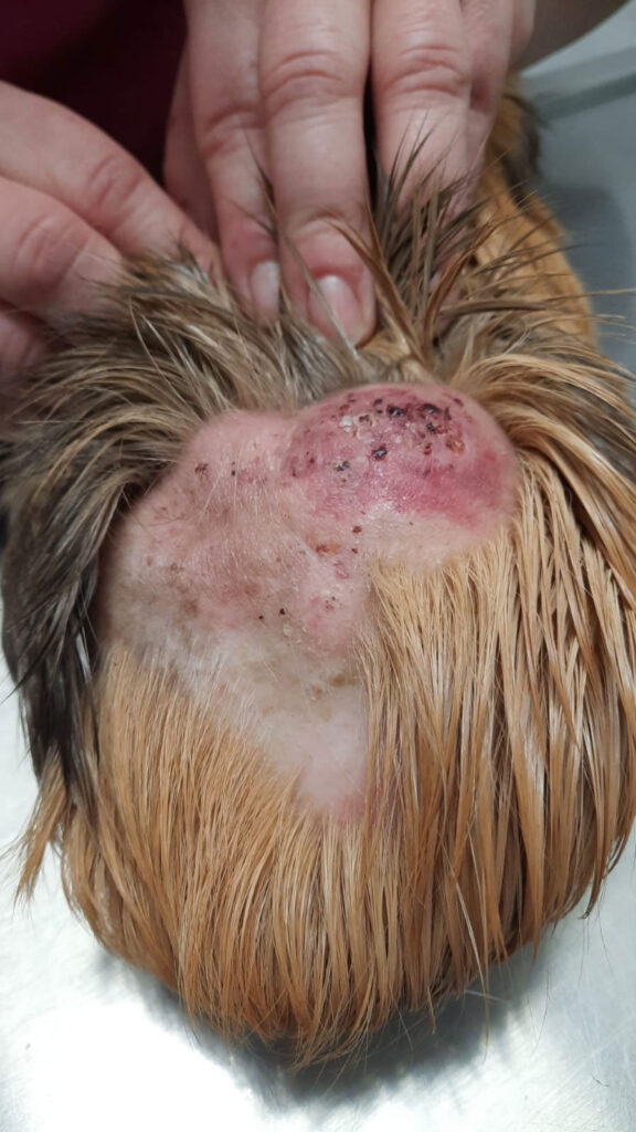 Tumor,Meerschweinchen,Spontantumoren,retrospektive Auswertung von Tumoren,Tumorlokalisationen