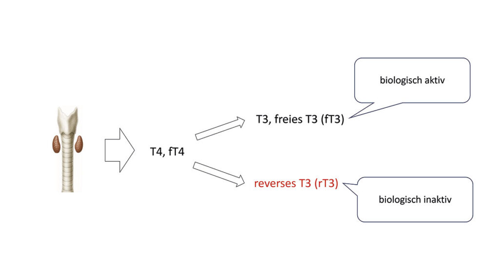 Graphische Darstellung der Metabolisierung von fT4 innerhalb der Zielzelle zu T3 und rT3