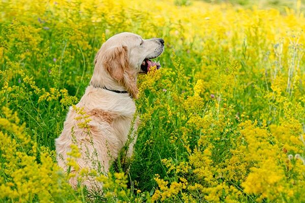 laboklin aktuell 10.2025