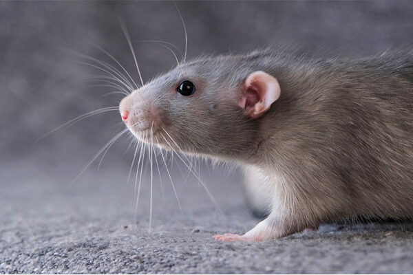 impfung ratte fsg4525 web