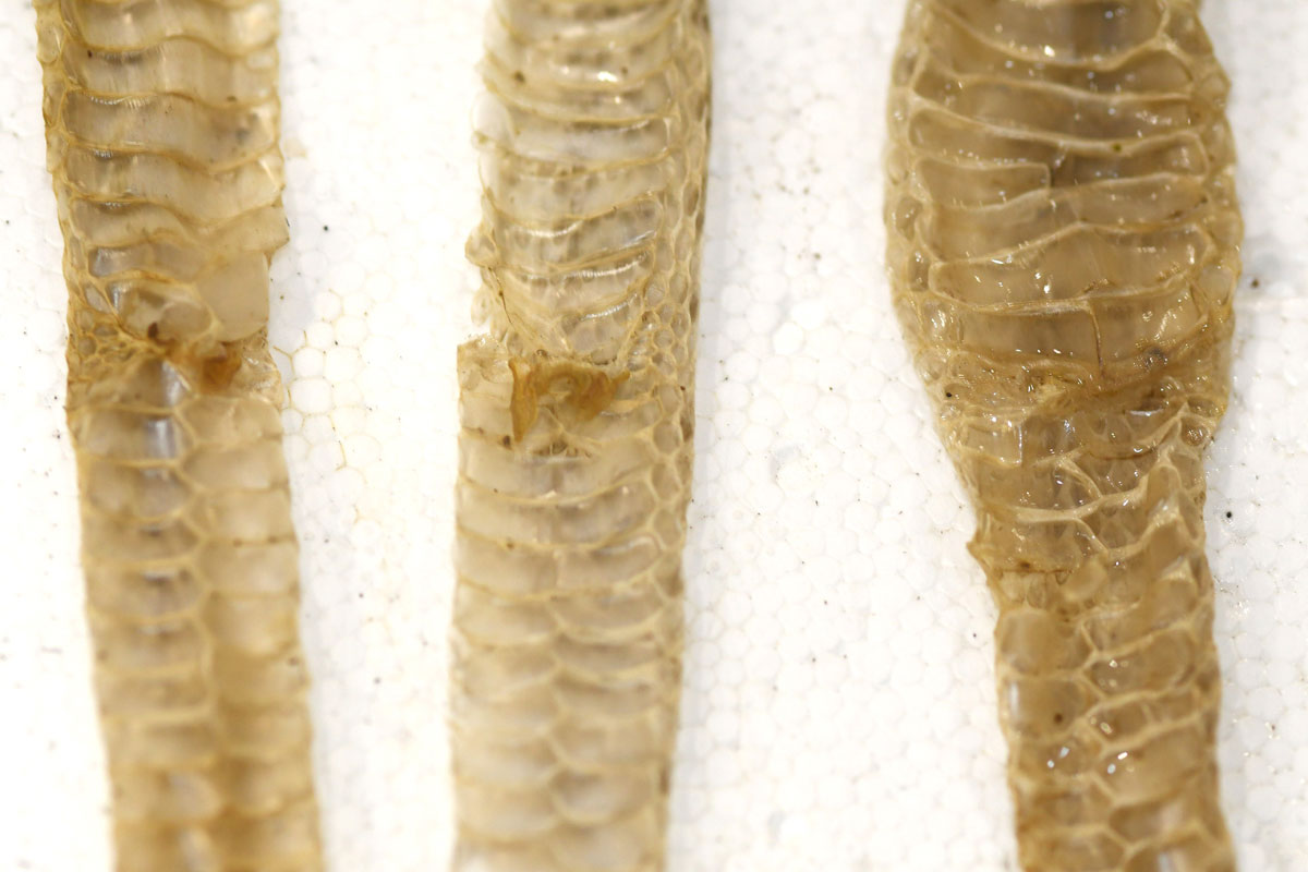 natternhemd mit hemipenistasche