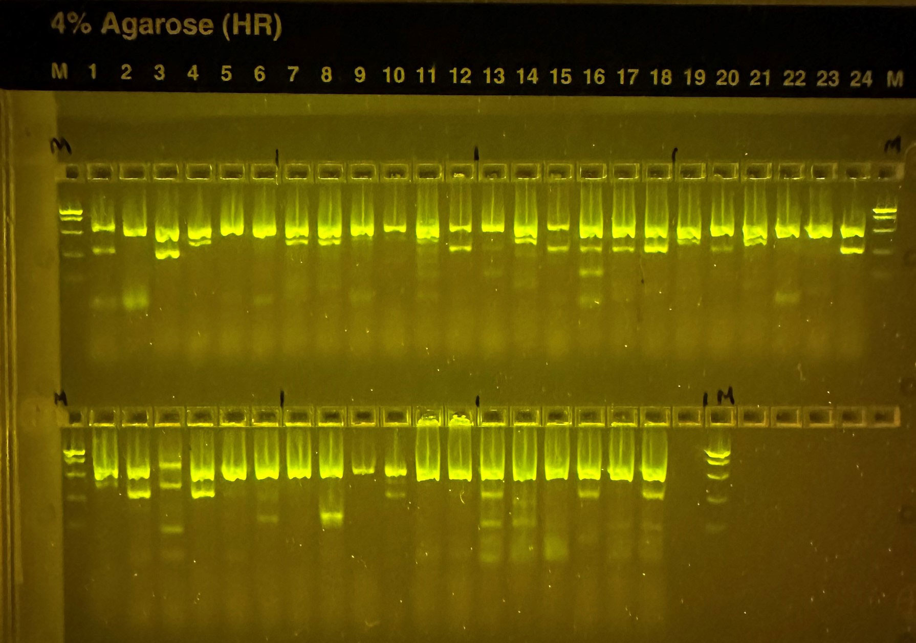 In der PCR wird ein Genabschnitt auf dem W-Chromosom der Weibchen amplifiziert, was sich anschließend auch auf dem Gel darstellen lässt