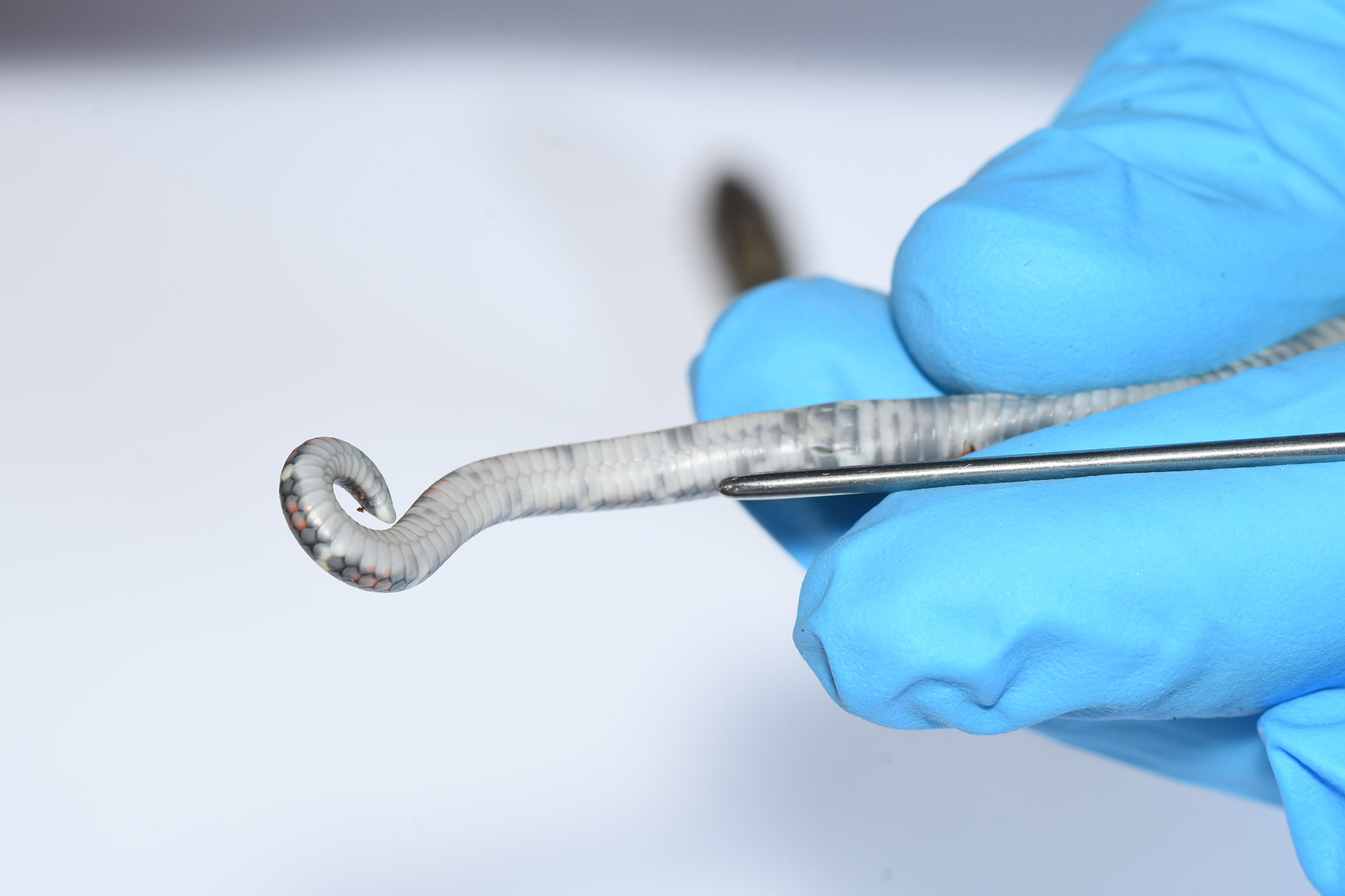 Die Schlüpflinge vieler Arten sollten wegen des hohen Verletzungsrisikos nicht sondiert werden