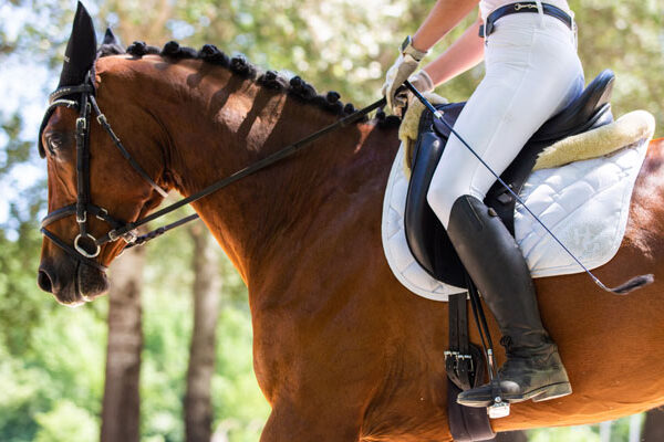 dessurpferd fsg0226 web