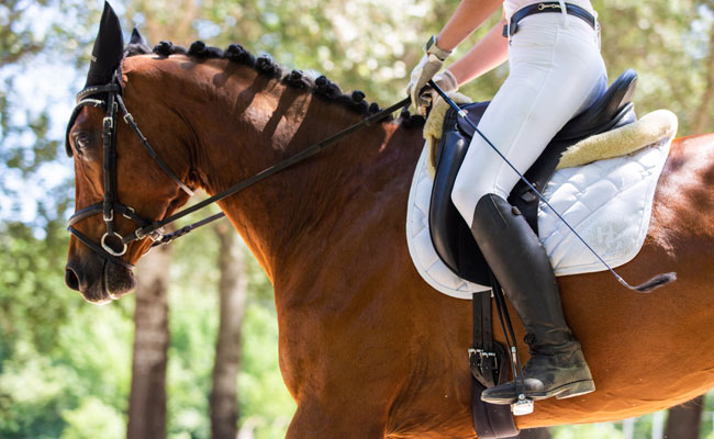 dessurpferd fsg0226 web