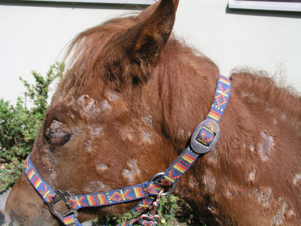 Pferd mit generalisierter ES: schlechter Allgemeinzustand, disseminierte schuppende und krustöse Hautveränderungen