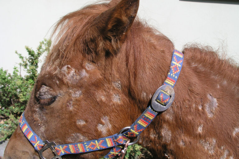 Pferd mit generalisierter ES: schlechter Allgemeinzustand, disseminierte schuppende und krustöse Hautveränderungen