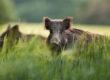 wildschwein fsg0826 web