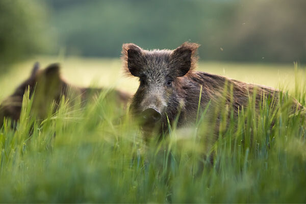 wildschwein fsg0826 web