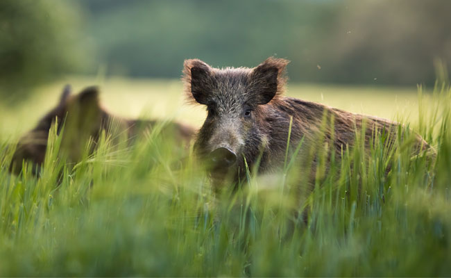 wildschwein fsg0826 web
