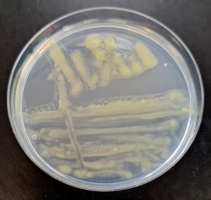 flavobacterium columnare kolonien auf anacker ordal