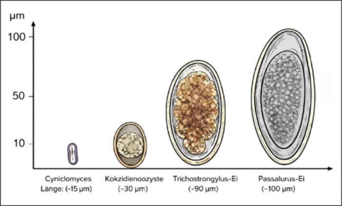 Endoparasiten des Kaninchens im Größenvergleich